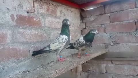 Beautiful pigeon breeder pair best flying