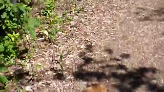 Puppy chasing butterfly