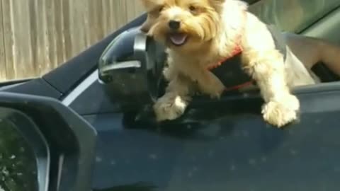 Brown dog in driver seat of black car