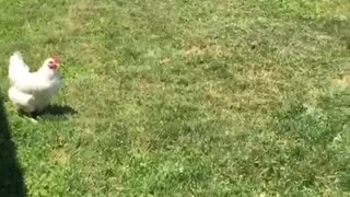 Chicken playing catch