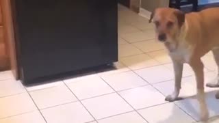 Music brown dog catching treats in different rooms