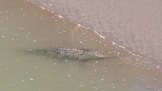 Crocodile Bridge! Tarcoles Costa Rica! #shorts