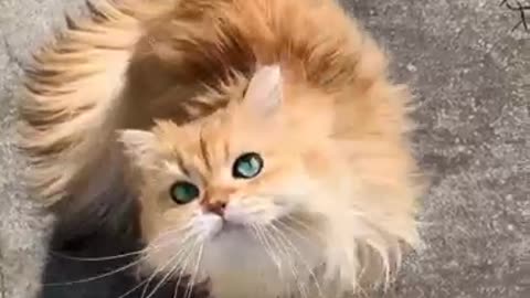 Cute Cat video