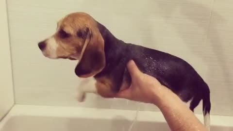 Air-swimming Beagle will melt your heart