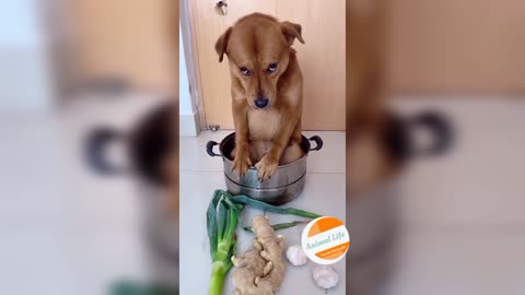 It Scared the DOG to the POT