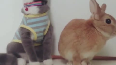 what happens when a mischievous cat and bunny stay together