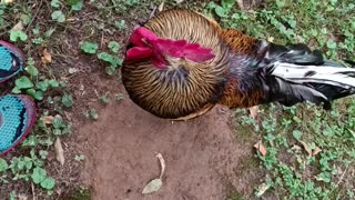 Turtle hanging with the chickens