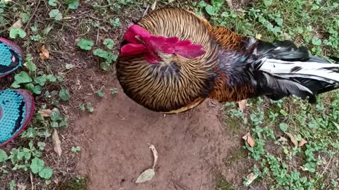 Turtle hanging with the chickens