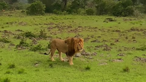 "American Lion: The King of the Wild 🦁 | YouTube Short Documentary"