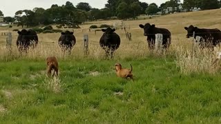 Rhodesian Ridgeback Teaches RR Pup To Be Calm Around Cows