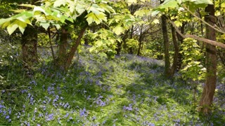 Bluebell Woods Jenny Cliff Ocean City Plymouth Sights and sounds Part 1