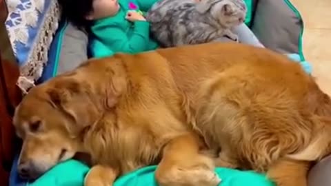 Cat and dog sleep with a cute baby so its look like awasome
