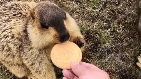 They Love Cookies 😂😂❤️