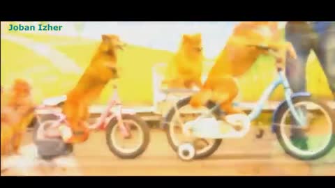 Kids favorite Pets 🙀😸🐕Dogs Ride a Bike, 🐕 Cats Dance ,Cow Rocks 🙀