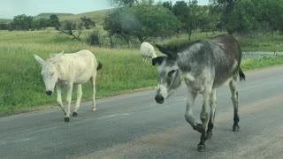 You never know who you will meet on the road