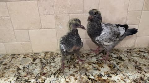 Baby pigeons # very cute