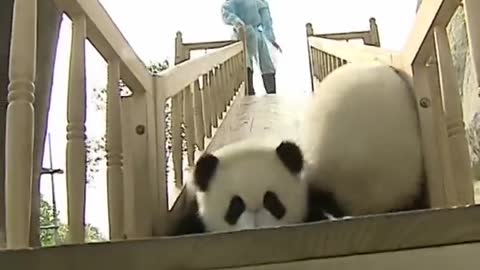 Cute panda playing with slide