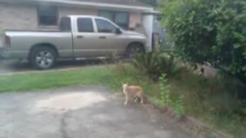 Bird Bullies Cat Fail