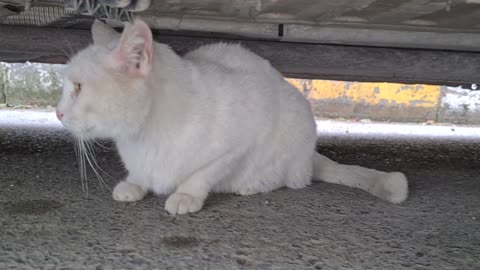 Angry white cat doesn_t want to be tamed. She_s always Wild