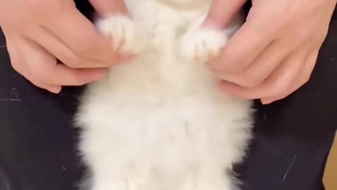 Funny cat video