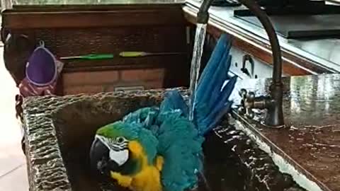 colored macaw