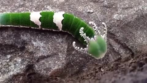 A dragon headed caterpillar