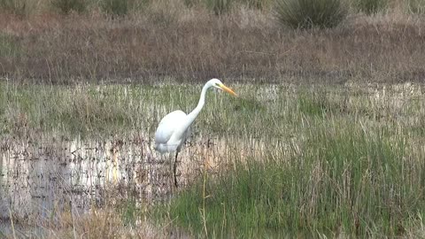 White bird walking the swamp