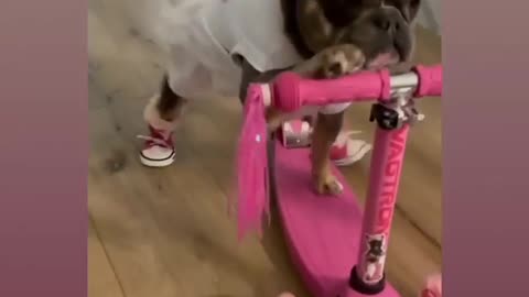 Watch the dog get on his bike
