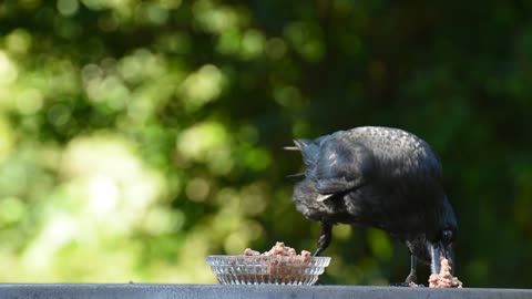 Raven Bird eats food in our garden