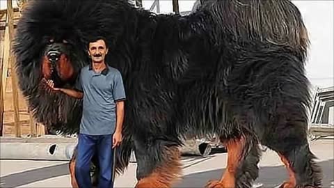 Most Expensive Dogs in the World