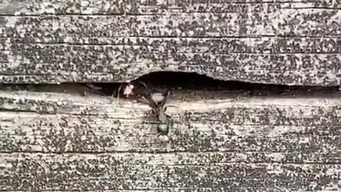 Ants Carving A Nest Out of A Tree