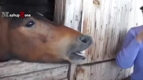 FUNNY FUNNY horses!! Make your day laughing!!!