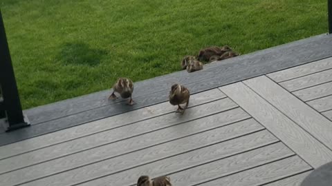 Mama duck and her babies coming up to our back door and eating