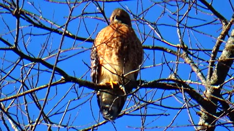 Red-shouldered hawk