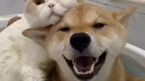 Cute dog and cat ( ◠‿◠ )