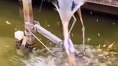 How clever bird fishing for food