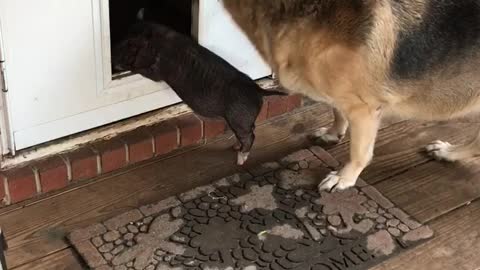 German Shepherd Teaches Tiny Pig To Use The Doggy Door