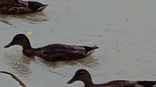 Ducks on the river in the rain / beautiful waterfowl in the water.