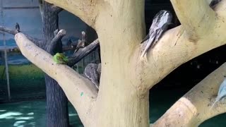 The parrots cleaned their feathers on the tree trunk