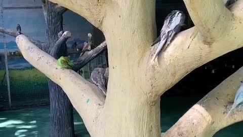 The parrots cleaned their feathers on the tree trunk