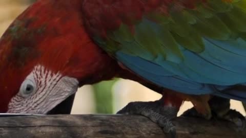 Macaw parrot feeding on a branch