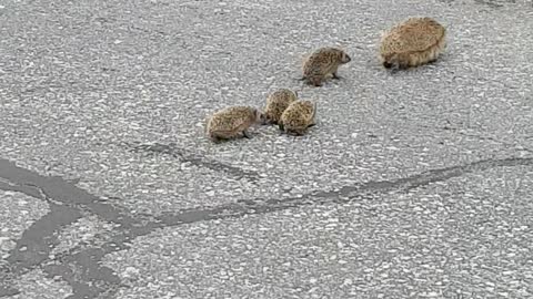 Mother Hedgehog Makes Sure Babies Follow Her