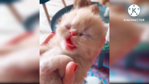 Cute cat sleep with funny type. #cat#funnycat