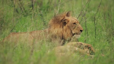 Male Lion Copyright Free Animal Videos