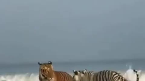 Tigers Having A Romantic Beach Date
