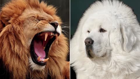 The 15 Most Expensive Dogs in the World