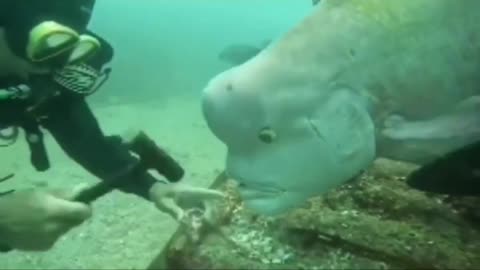 Napoleon fish #shorts #shortvideo #video #virals #videoviral