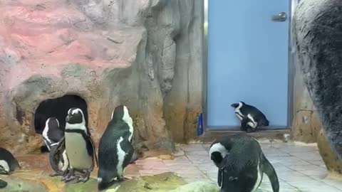 Penguins in the zoo