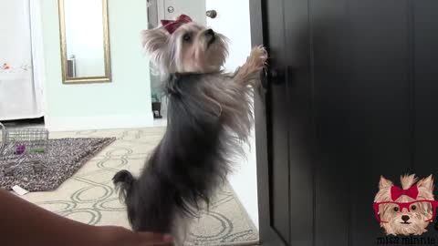 yorkie puppies video