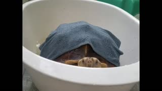 Turtle Trying To get out of The Water Basin